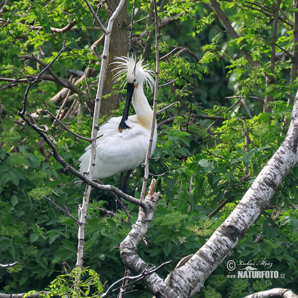 Lyžičiar biely (Platalea leucorodia)