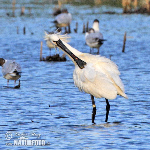 Lyžičiar biely (Platalea leucorodia)