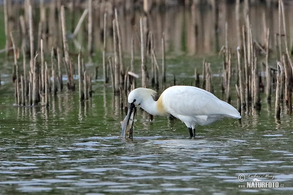 Lyžičiar biely (Platalea leucorodia)