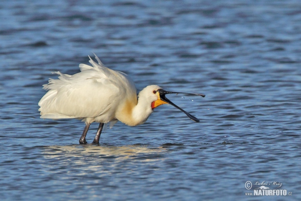 Lyžičiar biely (Platalea leucorodia)