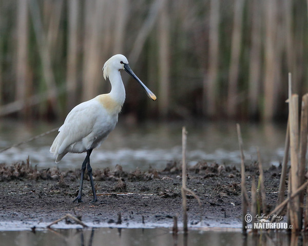 Lyžičiar biely (Platalea leucorodia)