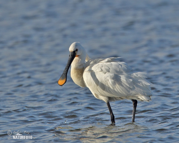 Lyžičiar biely (Platalea leucorodia)