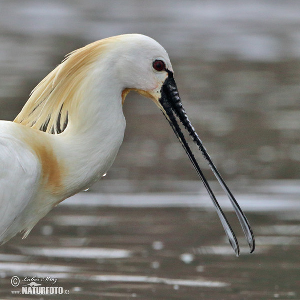 Lyžičiar biely (Platalea leucorodia)