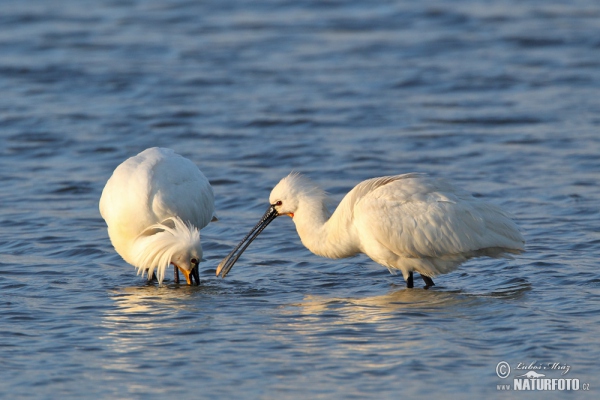 Lyžičiar biely (Platalea leucorodia)