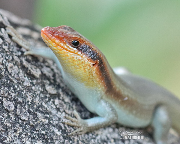 Mabuja páskovaná (Mabuya striata.)