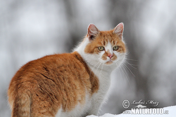 Mačka domáca (Felis silvestris, f. catus)