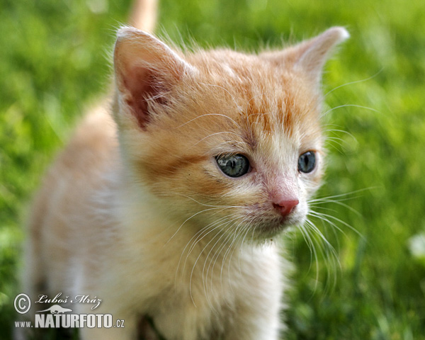 Mačka domáca (Felis silvestris, f. catus)