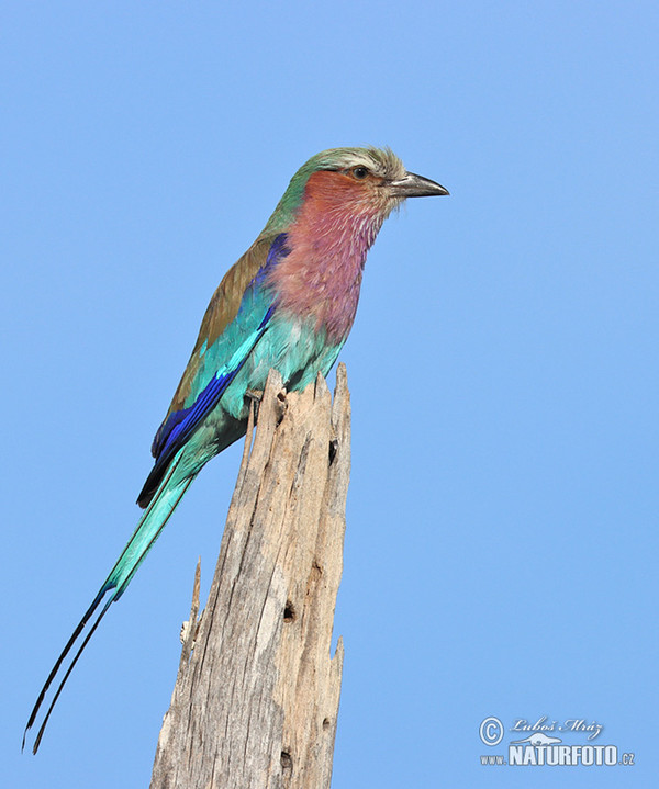 Mandelík fialovoprsý (Coracias caudata)