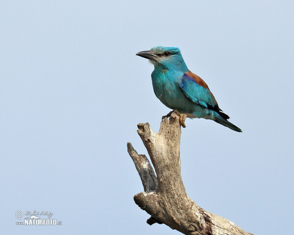 Mandelík hajní (Coracias garrulus)