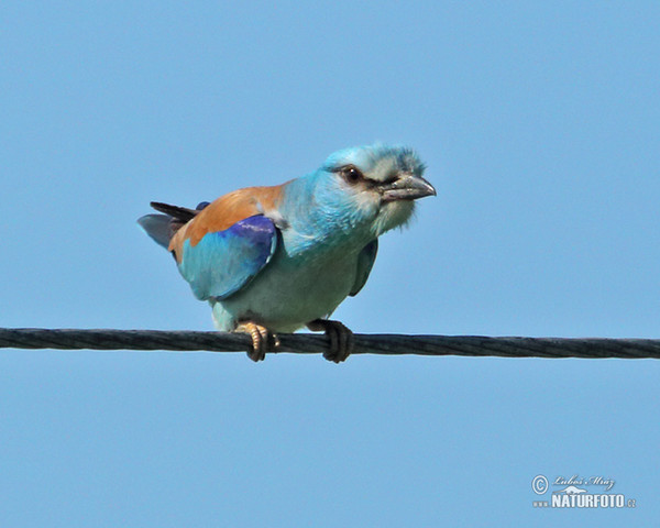 Mandelík hajní (Coracias garrulus)