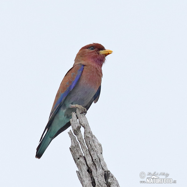 Mandelík skořicový (Eurystomus glaucurus)