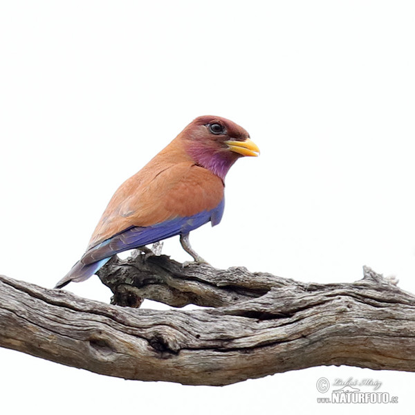 Mandelík skořicový (Eurystomus glaucurus)