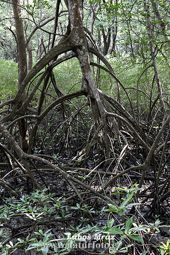 Mangrovník (Mangrove)