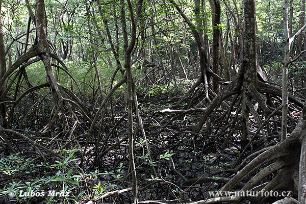 Mangrovník (Mangrove)