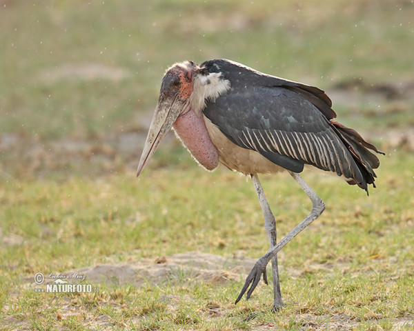 Marabu africký (Leptoptilos crumeniferus)