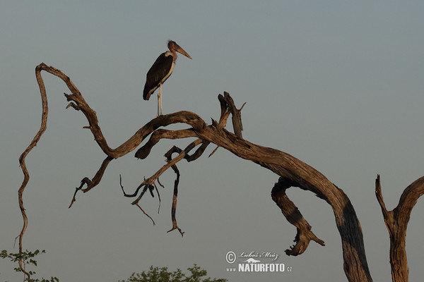 Marabu africký (Leptoptilos crumeniferus)