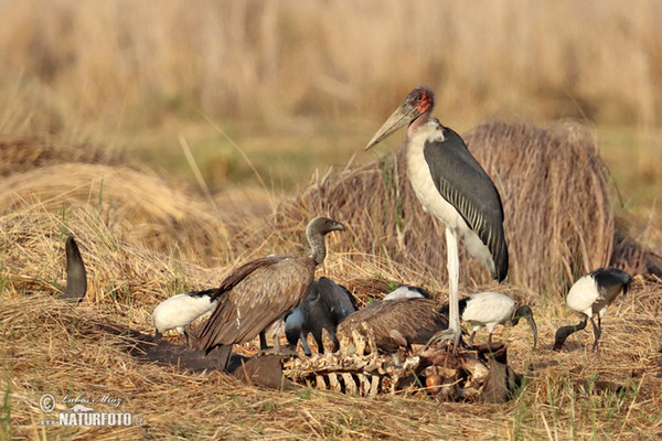 Marabu africký (Leptoptilos crumeniferus)