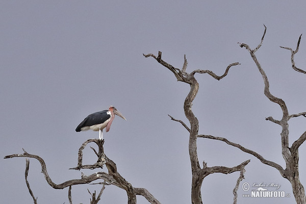 Marabu africký (Leptoptilos crumeniferus)