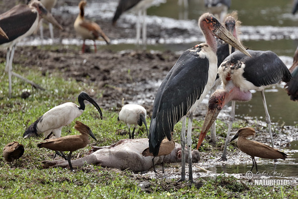 Marabu africký (Leptoptilos crumeniferus)