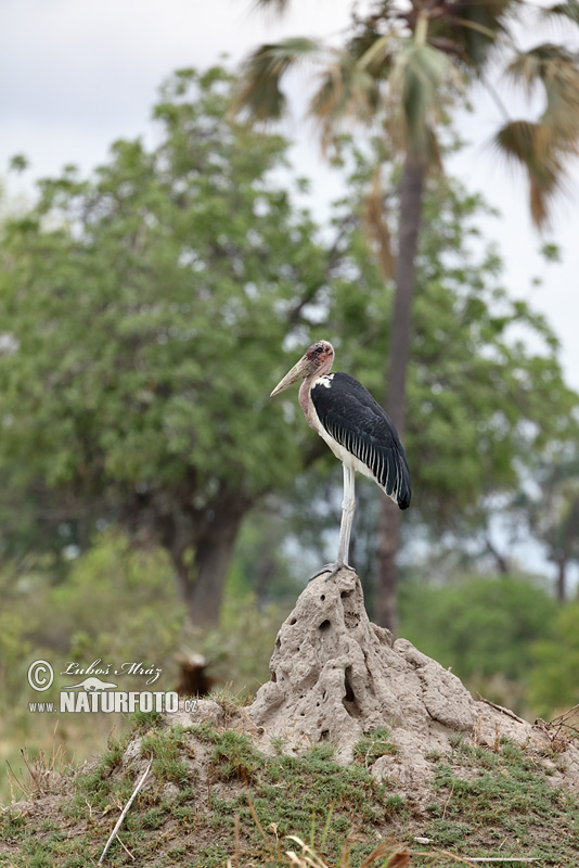 Marabu africký (Leptoptilos crumeniferus)