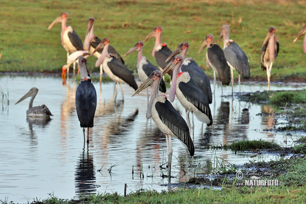 Marabu africký (Leptoptilos crumeniferus)