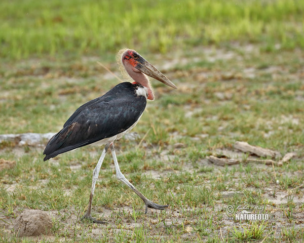 Marabu africký (Leptoptilos crumeniferus)