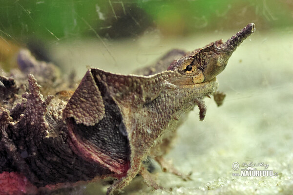 Matamata třásnitá (Chelus fibriata)