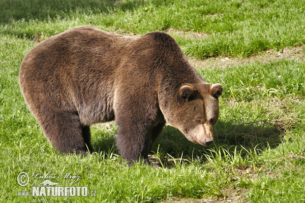 Medveď hnedý (Ursus arctos)