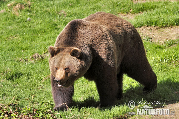 Medveď hnedý (Ursus arctos)