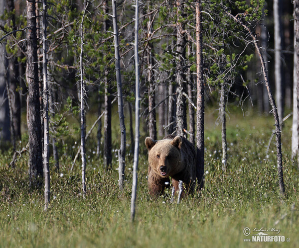 Medvěd hnědý (Ursus arctos)