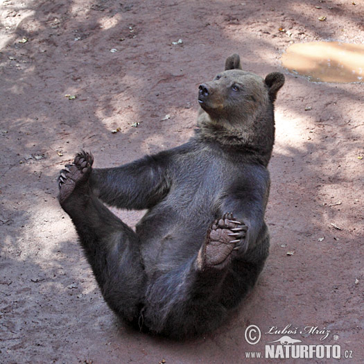 Medveď hnedý (Ursus arctos)