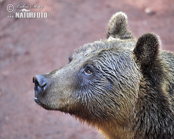 Medveď hnedý (Ursus arctos)