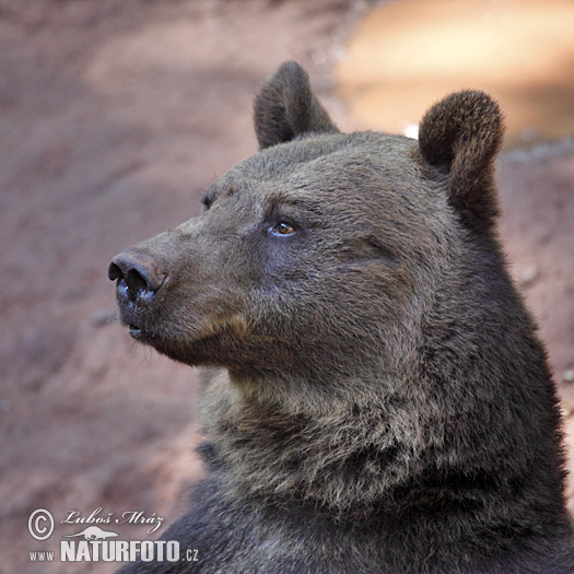 Medveď hnedý (Ursus arctos)