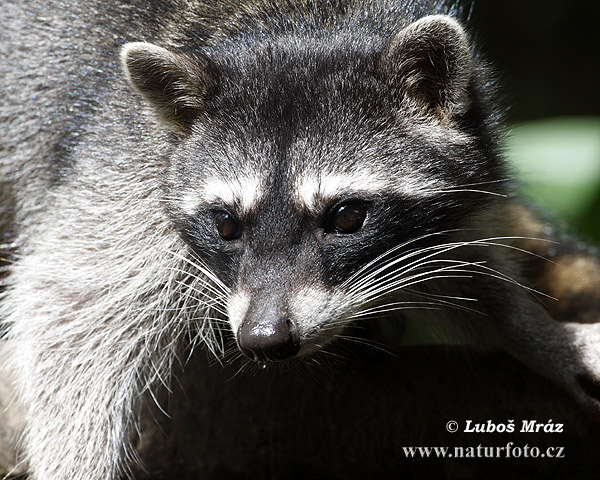 Medvedík čistotný (Procyon lotor)