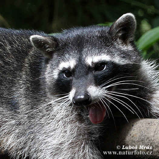 Medvedík čistotný (Procyon lotor)