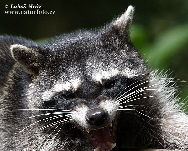 Medvedík čistotný (Procyon lotor)