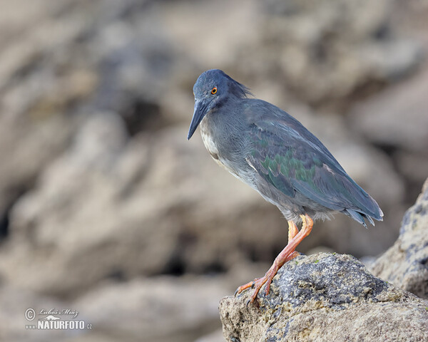 Microlophus albemarlensis (Butorides sundevalli)