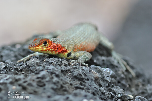 Microlophus albemarlensis (Microlophus albemarlensis)