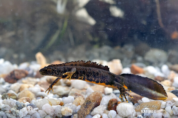 Mlok hrebenatý (Triturus cristatus)