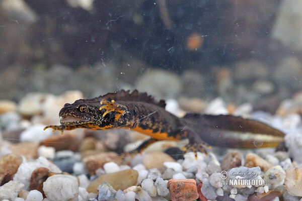 Mlok hrebenatý (Triturus cristatus)