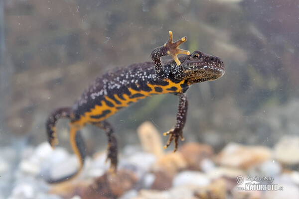 Mlok hrebenatý (Triturus cristatus)