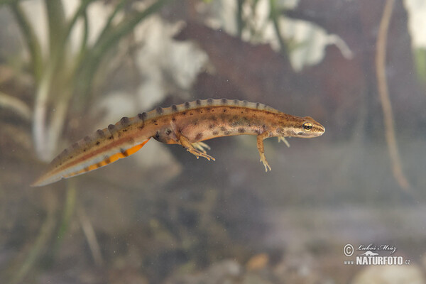 Mlok obyčajný (Lissotriton vulgaris)