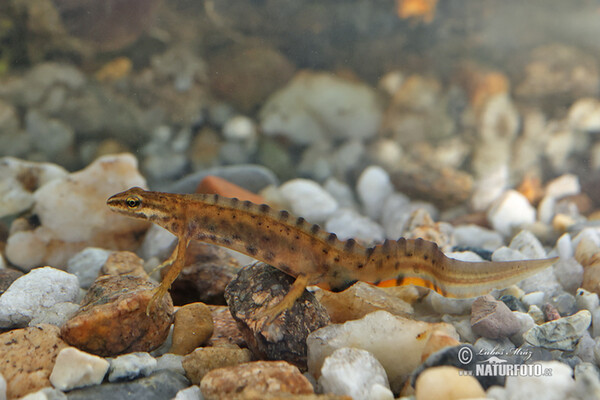 Mlok obyčajný (Lissotriton vulgaris)