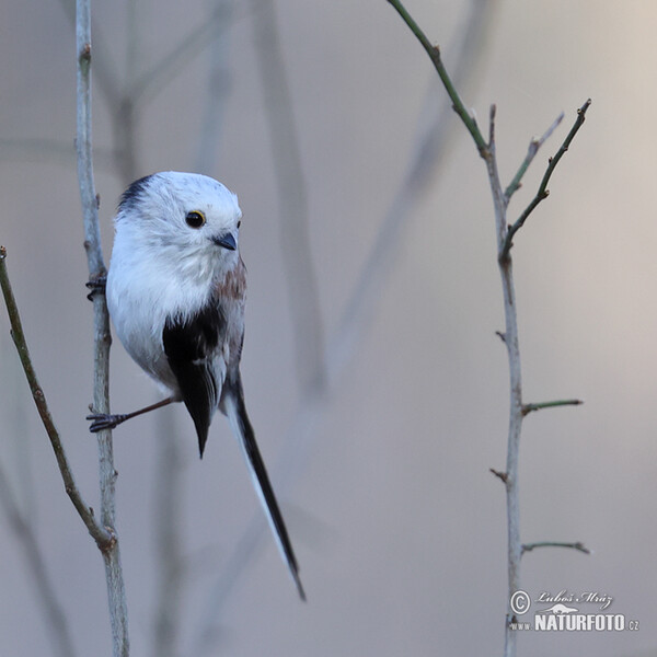 Mlynařík dlouhoocasý (Aegithalos caudatus)