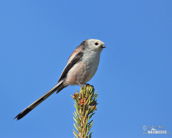 Mlynařík dlouhoocasý (Aegithalos caudatus)