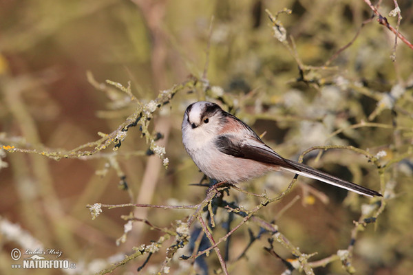 Mlynařík dlouhoocasý (Aegithalos caudatus)