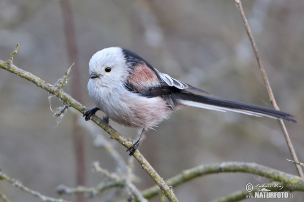 Mlynařík dlouhoocasý (Aegithalos caudatus)