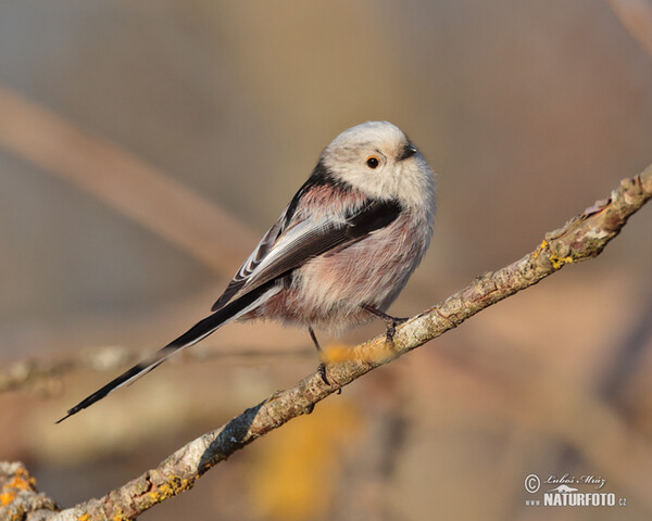 Mlynařík dlouhoocasý (Aegithalos caudatus)