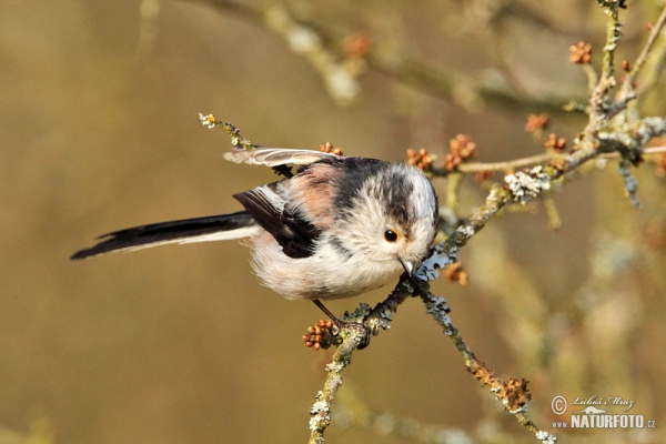 Mlynařík dlouhoocasý (Aegithalos caudatus)