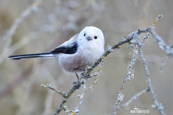 Mlynařík dlouhoocasý (Aegithalos caudatus)